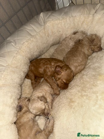 Miniature Poodle dogs Miniature Poodle - Advert 3