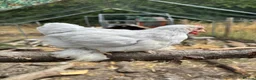 Chickens poultry for sale: Peking bantam in Leighton Buzzard - Advert 5