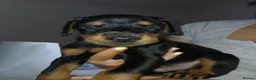 Dobermann dogs for sale: DOBERMAN PUPS CHAMPION BLOODLINES FULLY HEALTH   - Advert 3
