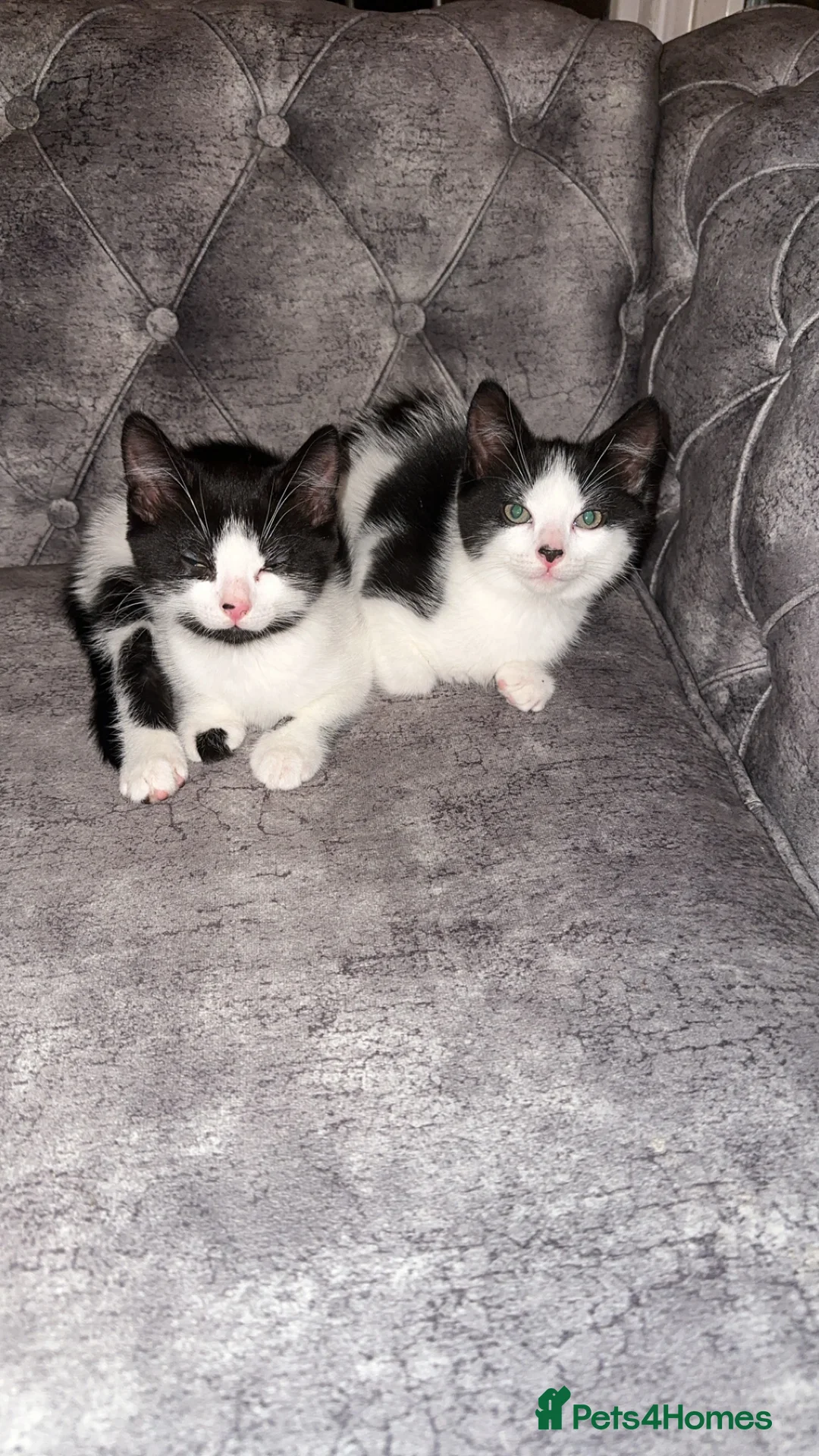British Shorthair cats for sale: 2 lovely black and white shorthairs - Advert 34