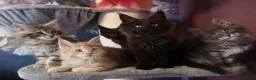 Maine Coon cats for sale: TICA reg HEALTH CHECKED Maine Coons - Advert 4