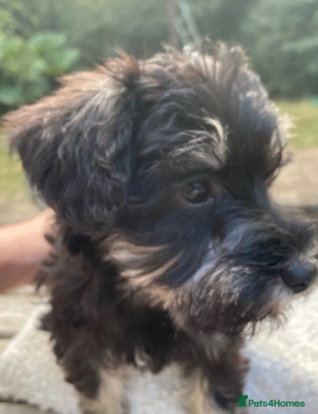 Schnoodle dogs for sale: F1 female Toy Schnoodle ready now  - Advert 2