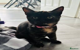 British Shorthair cats for sale: Little Tortoise Girl looking for forever home  - Image 3
