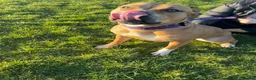 Mixed Breed dogs for adoption: 2 staffy crosses  in Middlesbrough - Advert 4