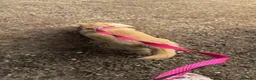 Miniature Dachshund dogs for sale: Cream long haired dachshund  - Advert 6