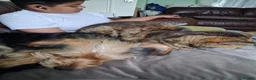 Mixed Breed dogs for sale: Corkie pups for sale - Advert 11