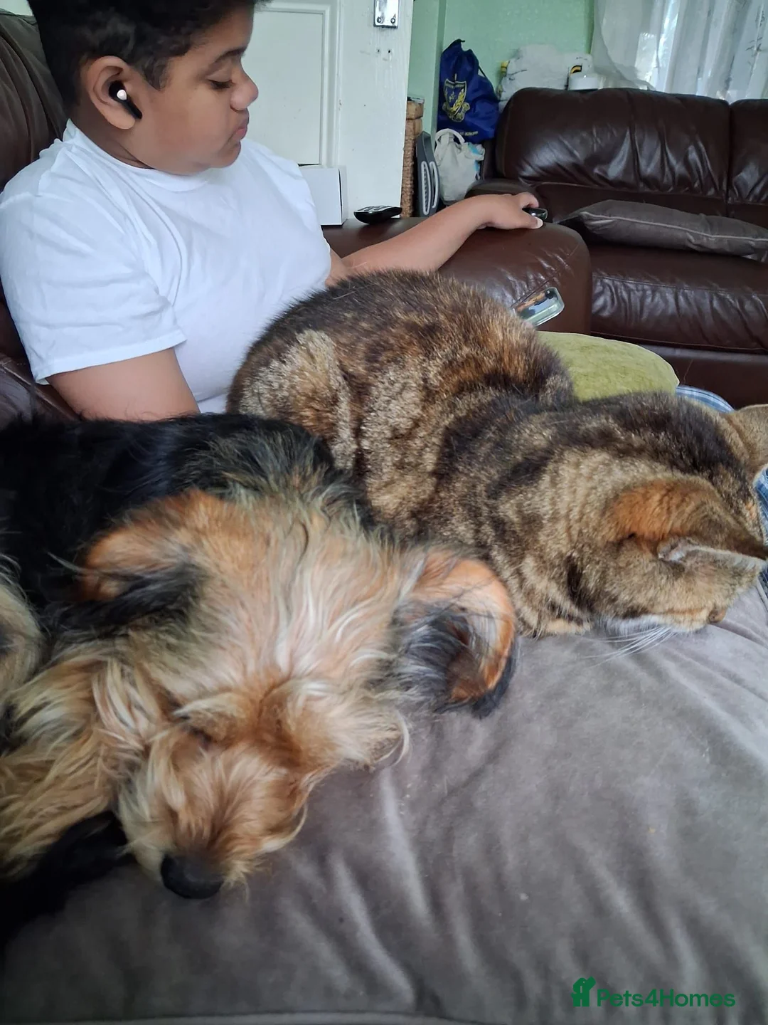 Mixed Breed dogs for sale: Corkie pups for sale - Advert 11