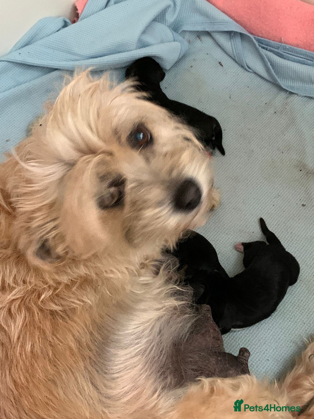 Mixed Breed dogs for sale: Gorgeous Cockapoochon puppies  - Image 1