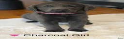 Labrador Retriever dogs for sale: Stunning Silver/Charcoal Labrador pups - Advert 7