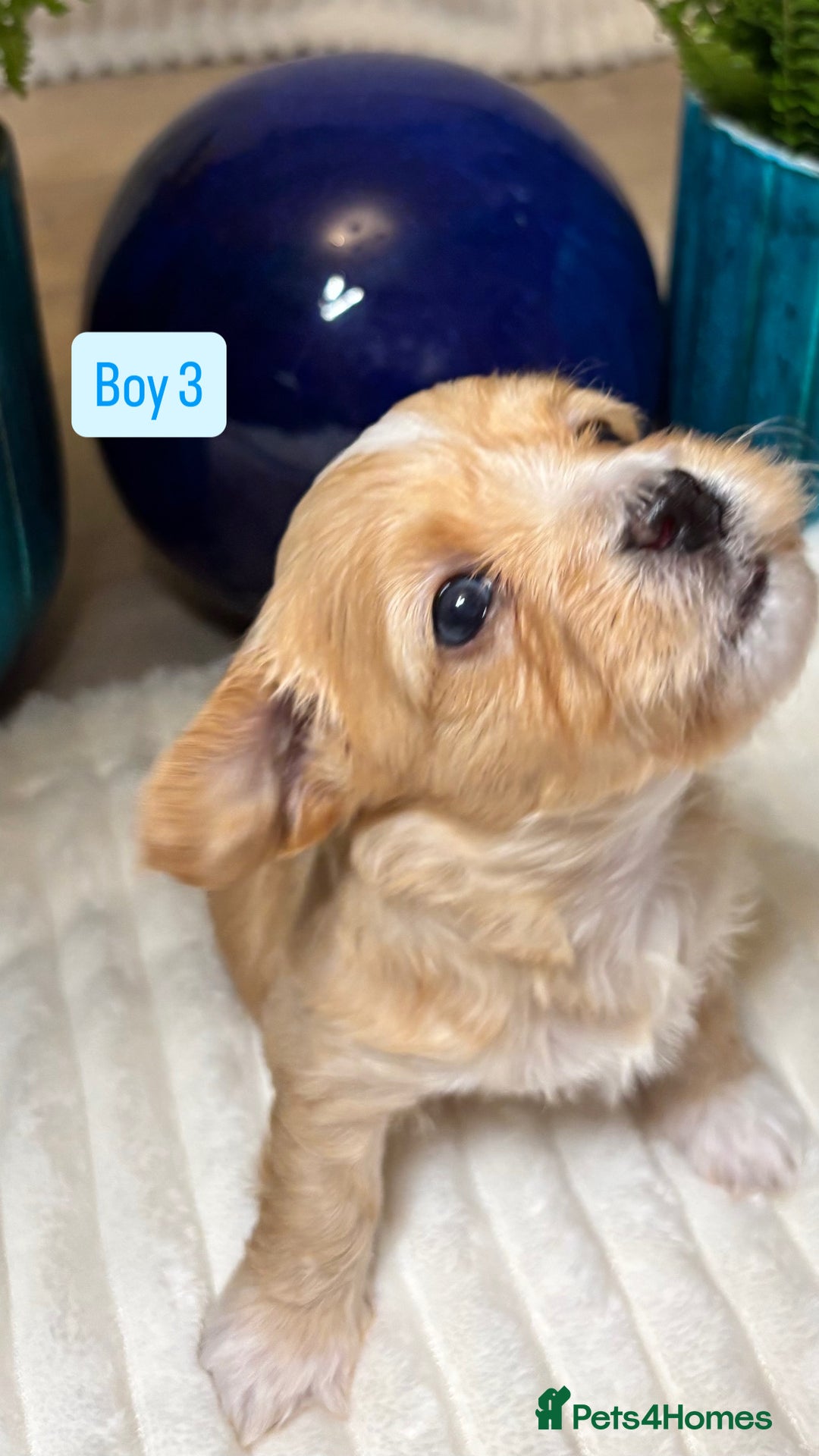 Havanese dogs for sale: 9 Beautiful Havanese Pedigree Puppies  - Advert 9