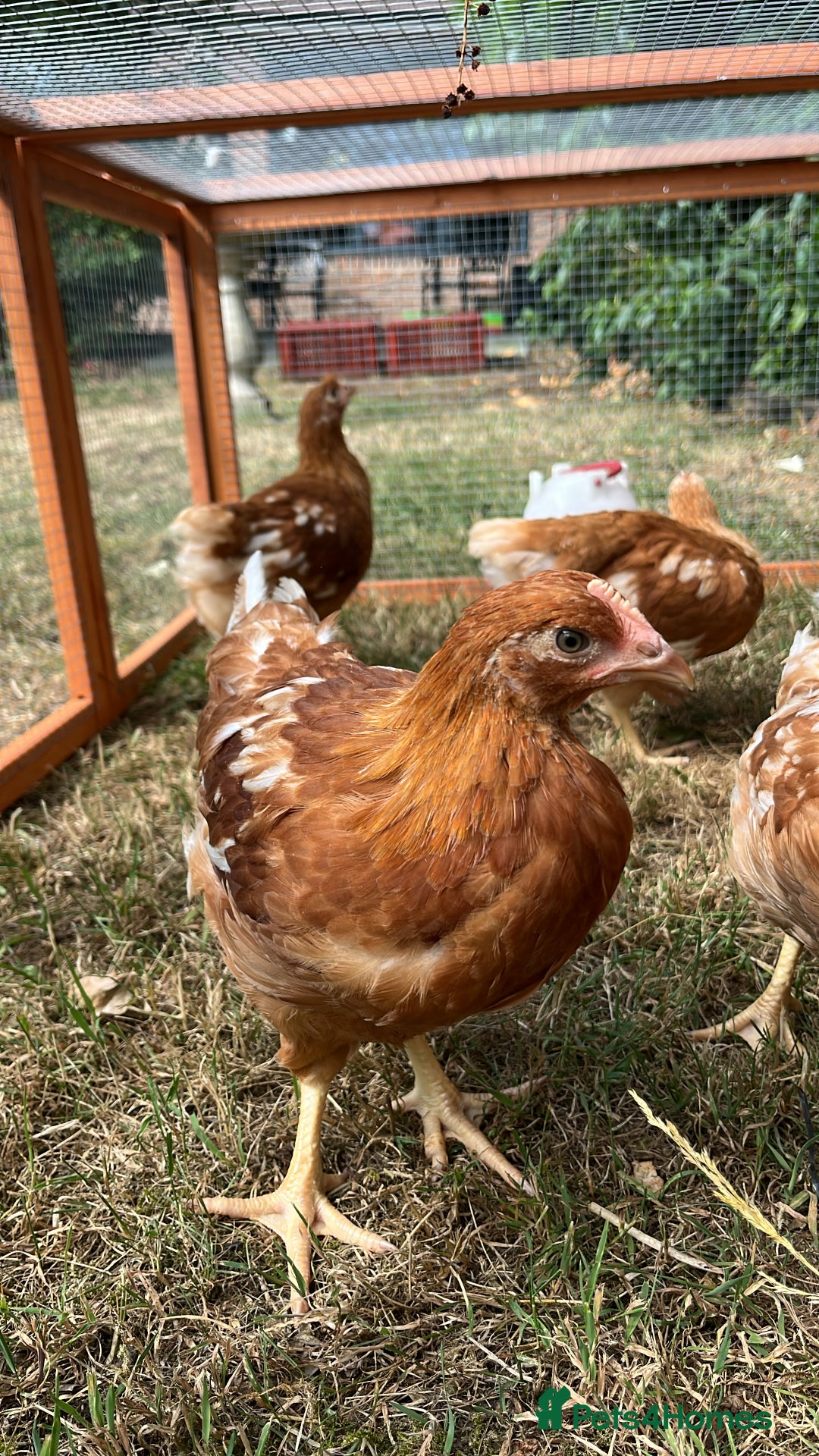 Chickens poultry for sale: Warren Hens for sale  - Image 3