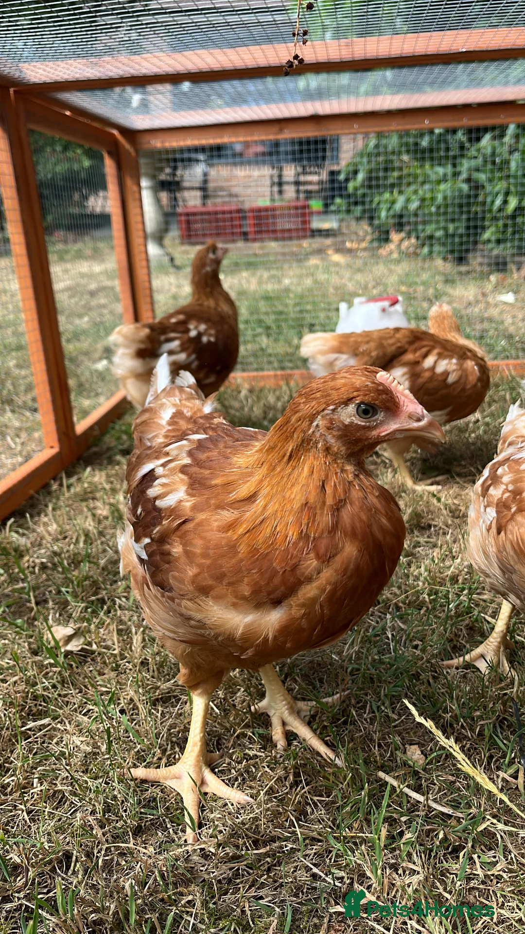 Chickens poultry for sale: Warren Hens for sale  - Advert 3