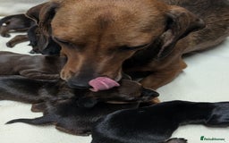 Miniature Dachshund dogs for sale: Quality KC / PRA Clear Minature Dachshund Puppies  - Image 9