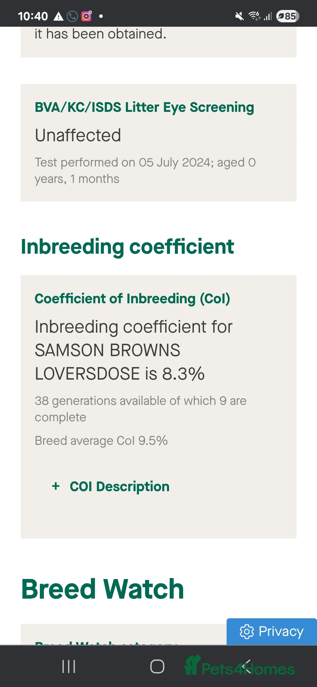 Staffordshire Bull Terrier dogs for stud: BLACK, Health tested kc registered STAFFORD STUD - Advert 5