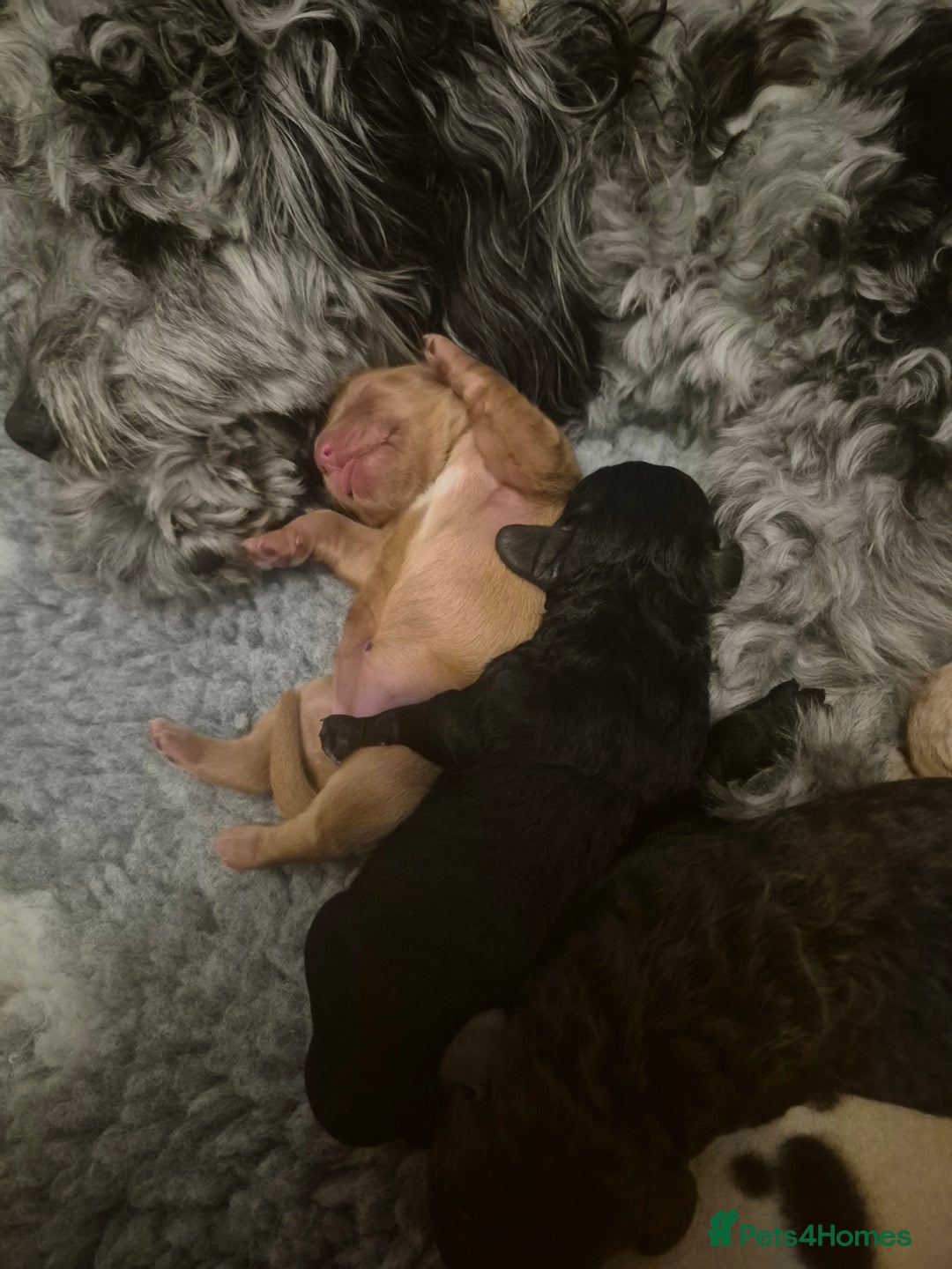 Cockapoo dogs for sale: Loving forever homes wanted. Perfect Cockapoo's.   - Image 13