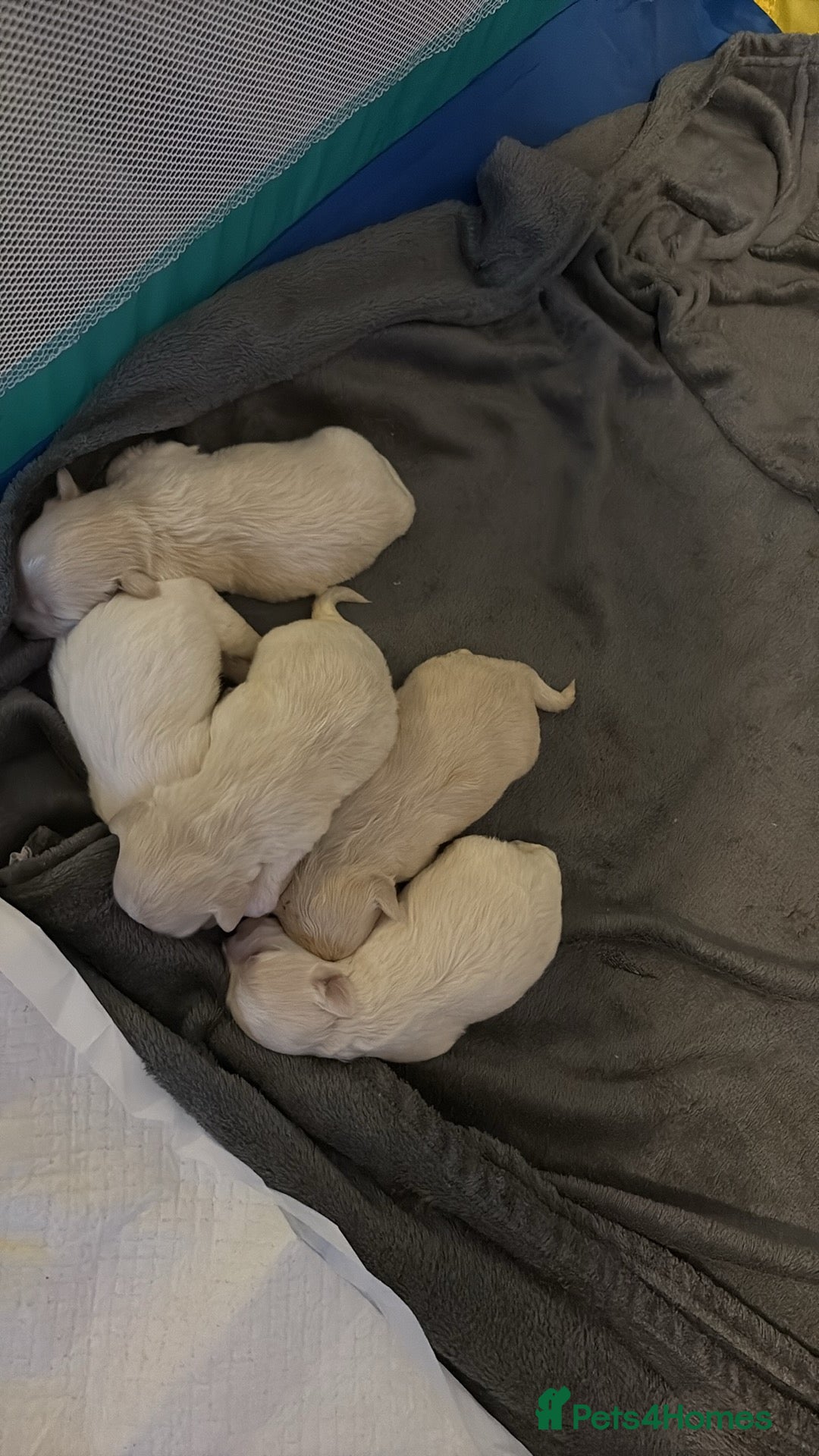 Mixed Breed dogs for sale: Bichon x Maltese pups looking for a forever home - Advert 3