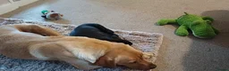 Labrador Retriever dogs for sale: REDFOX BITCH FOR SALE - Advert 5