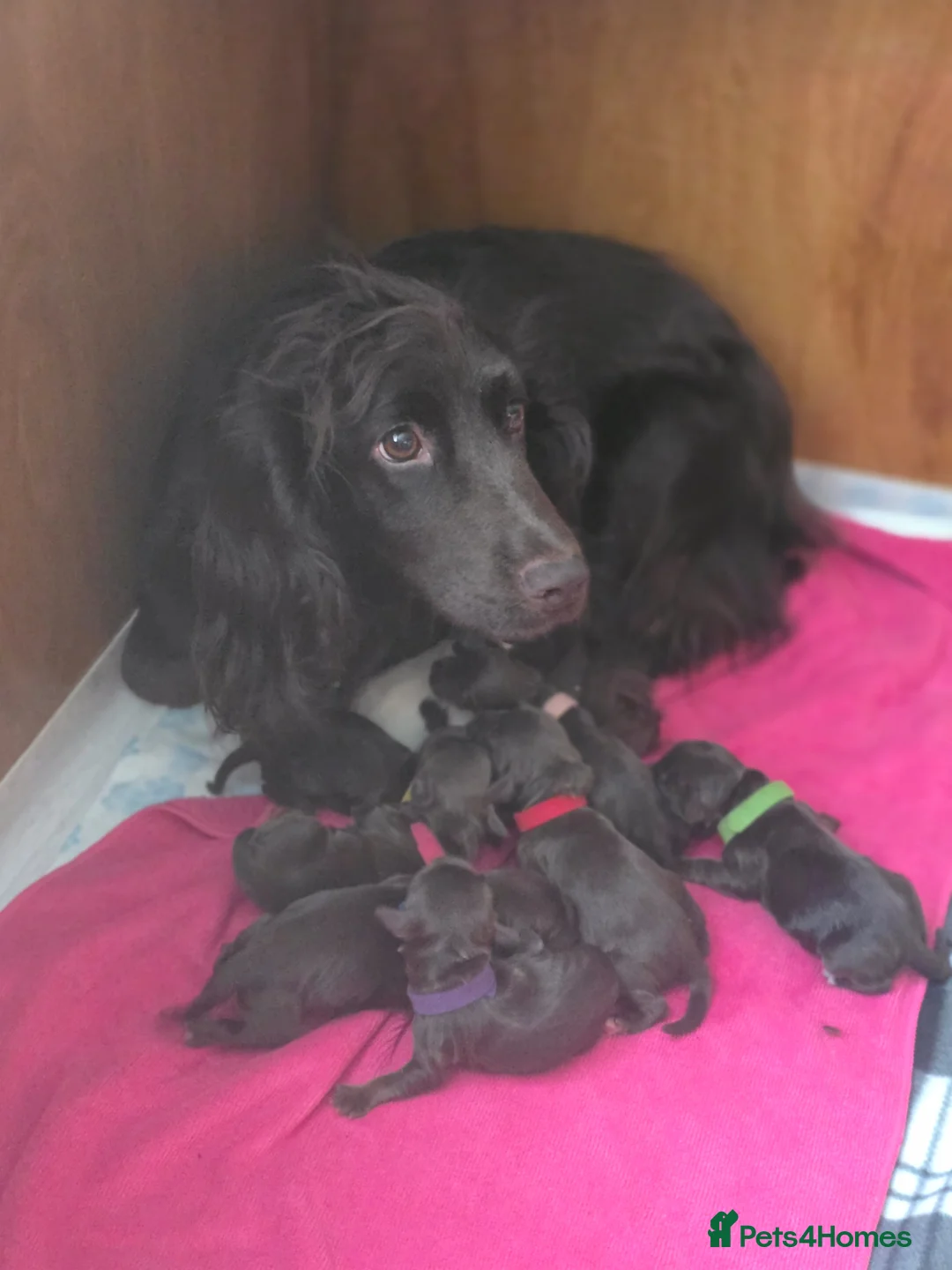 Cocker Spaniel dogs for sale: Working cocker spaniel pups docked tails - Advert 1