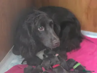 Cocker Spaniel dogs Working cocker spaniel pups docked tails - Advert 4