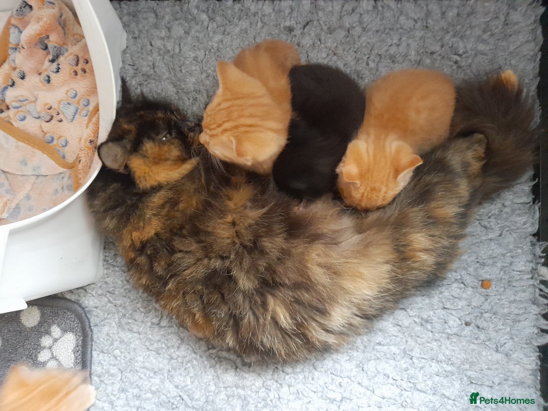 Mixed Breed cats for sale: Gorgeous Ragamuffin x kittens. - Image 14