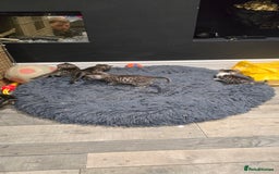 Bengal cats for sale: Bengal x tabby kittens - Image 3