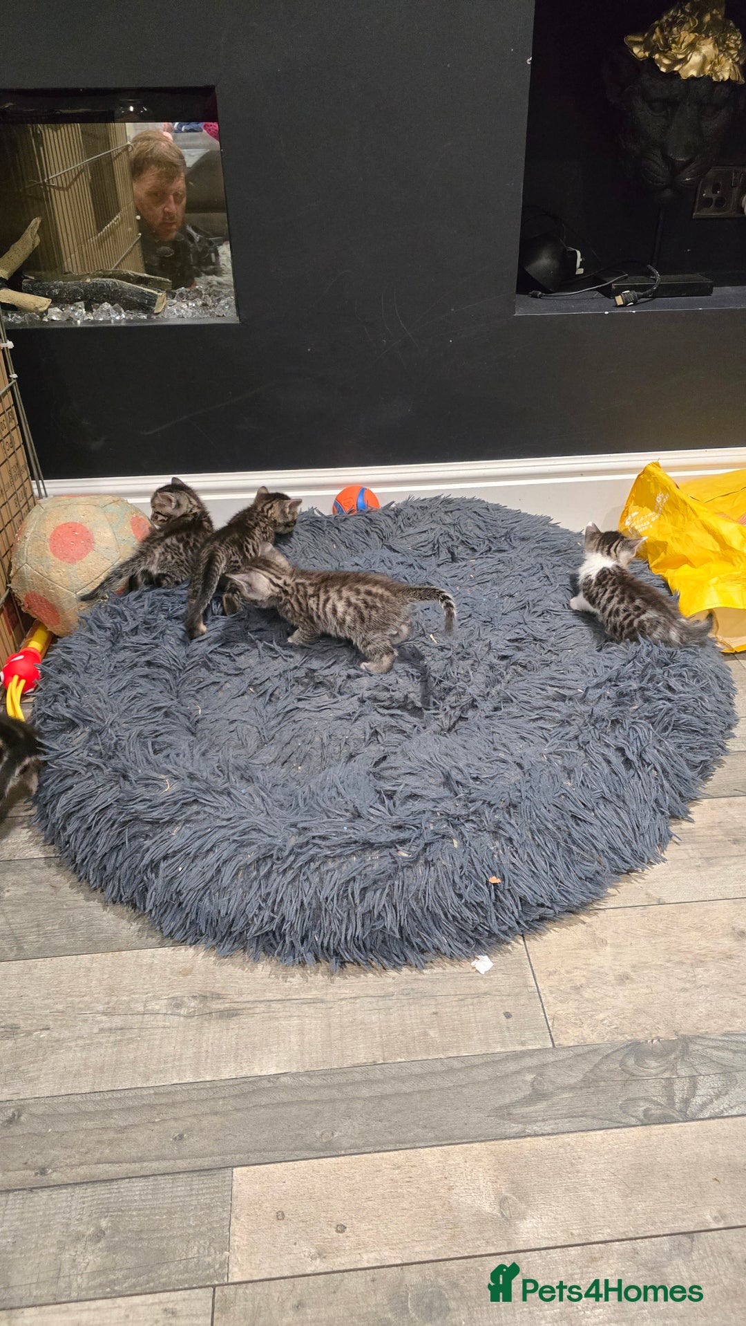 Bengal cats for sale: Bengal x tabby kittens - Image 3