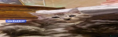 Maine Coon 3