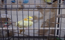 Budgerigars birds for sale: Pet birds and cage - Image 6