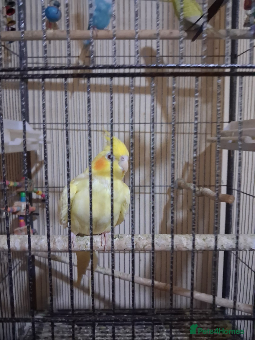 Budgerigars birds for sale: Pet birds and cage - Image 6