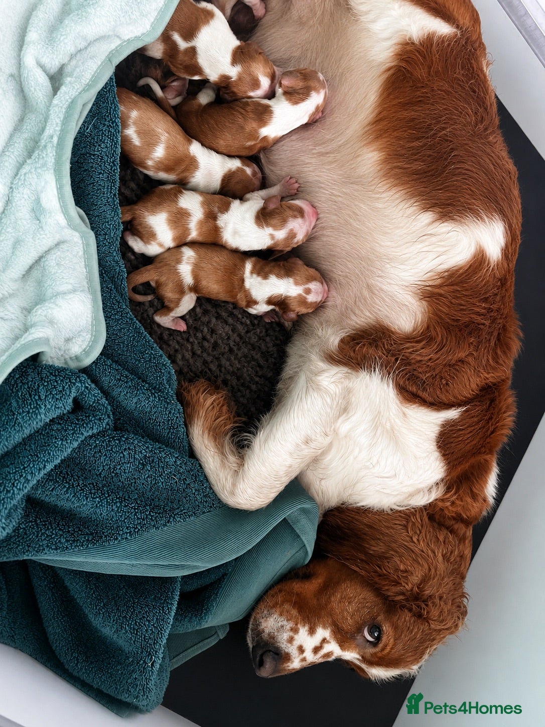 Welsh Springer Spaniel dogs Welshie 🏴󠁧󠁢󠁷󠁬󠁳󠁿 pups health tested parents  - Advert 2