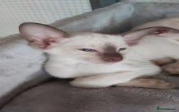 Oriental cats for sale: Full Pedigree Oriental 6 Kittens XL size ears GCCF - Image 38