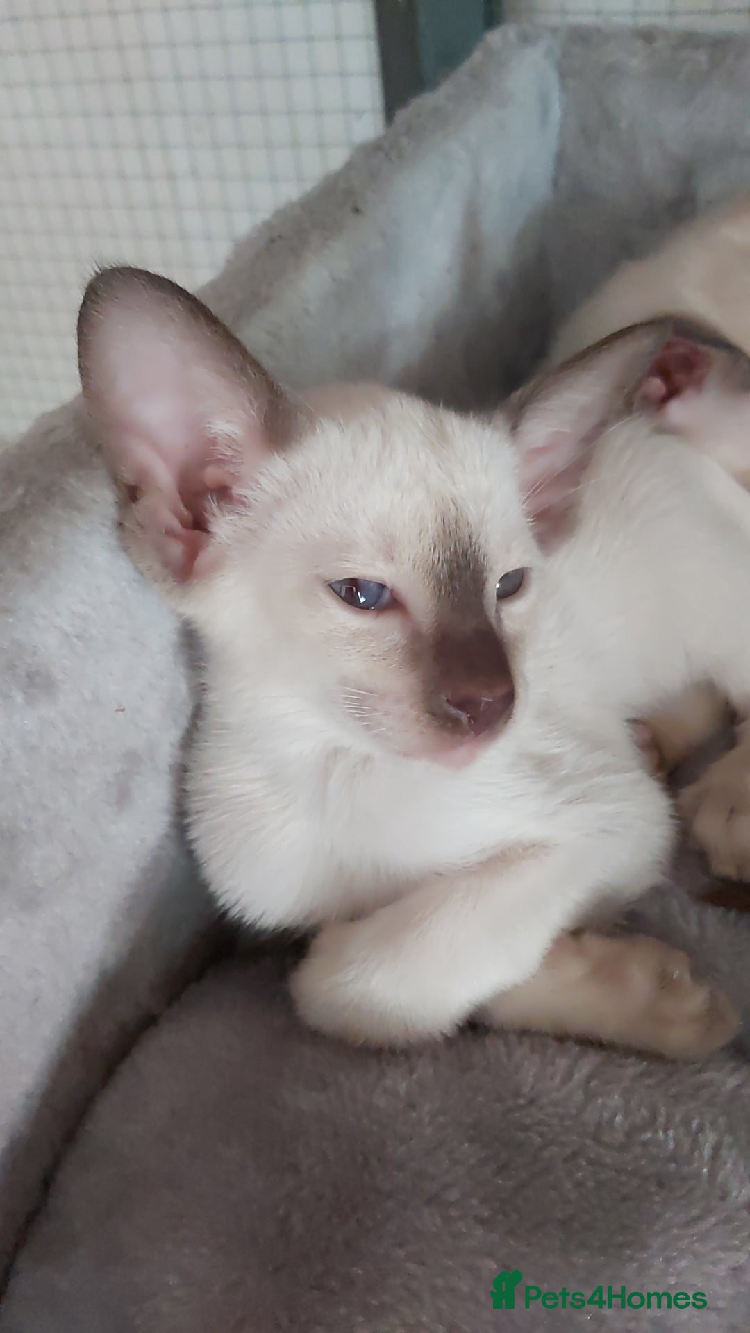 Oriental cats for sale: Full Pedigree Oriental 6 Kittens XL size ears GCCF - Image 38