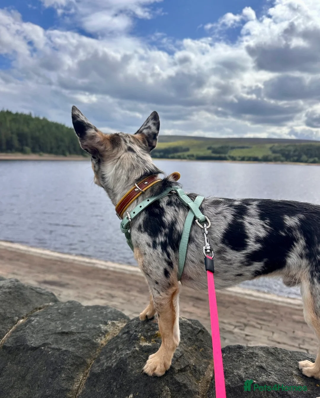 Jack Chi dogs for sale: Lovely chihuahua cross looking for home - Advert 5