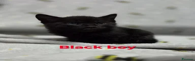  1 Black boy