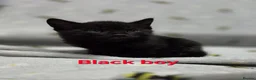 Mixed Breed cats for sale: Beautiful kittens looking for their forever homes  - Advert 19