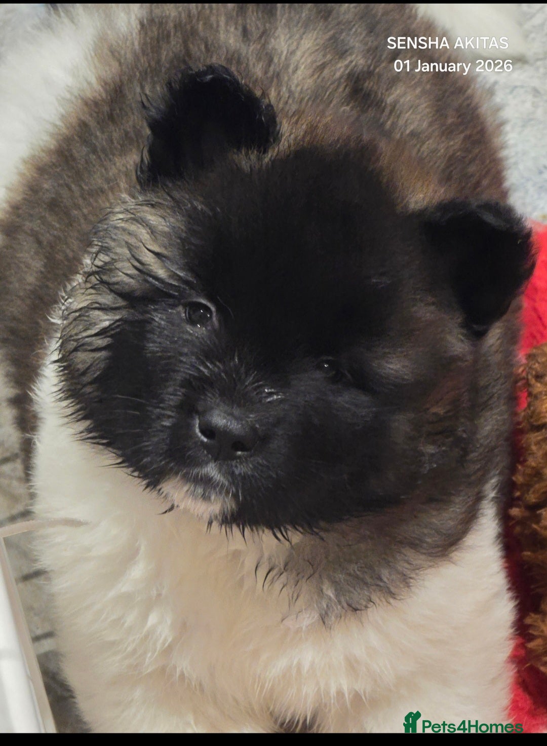 Akita dogs for sale: Beautiful long coat akita puppy  - Advert 1