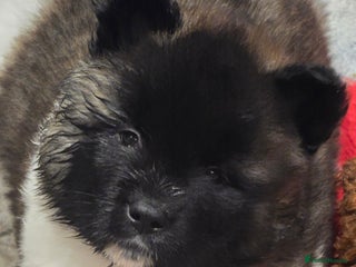 Akita dogs Beautiful long coat akita puppy - Advert 3