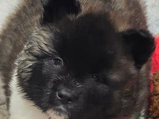 Akita dogs Beautiful long coat akita puppy - Advert 2