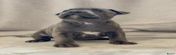 Staffordshire Bull Terrier dogs for sale: Stunning Staffordshire Bull Terriers! - Advert 27