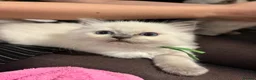 Ragdoll cats for sale: TICA registered pedigree Ragdoll kittens - Advert 9