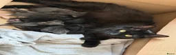 Mixed Breed cats for sale: 4 beautiful kittens  - Advert 2