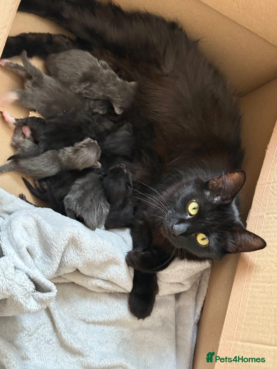 Mixed Breed cats for sale: 4 beautiful kittens  - Advert 2
