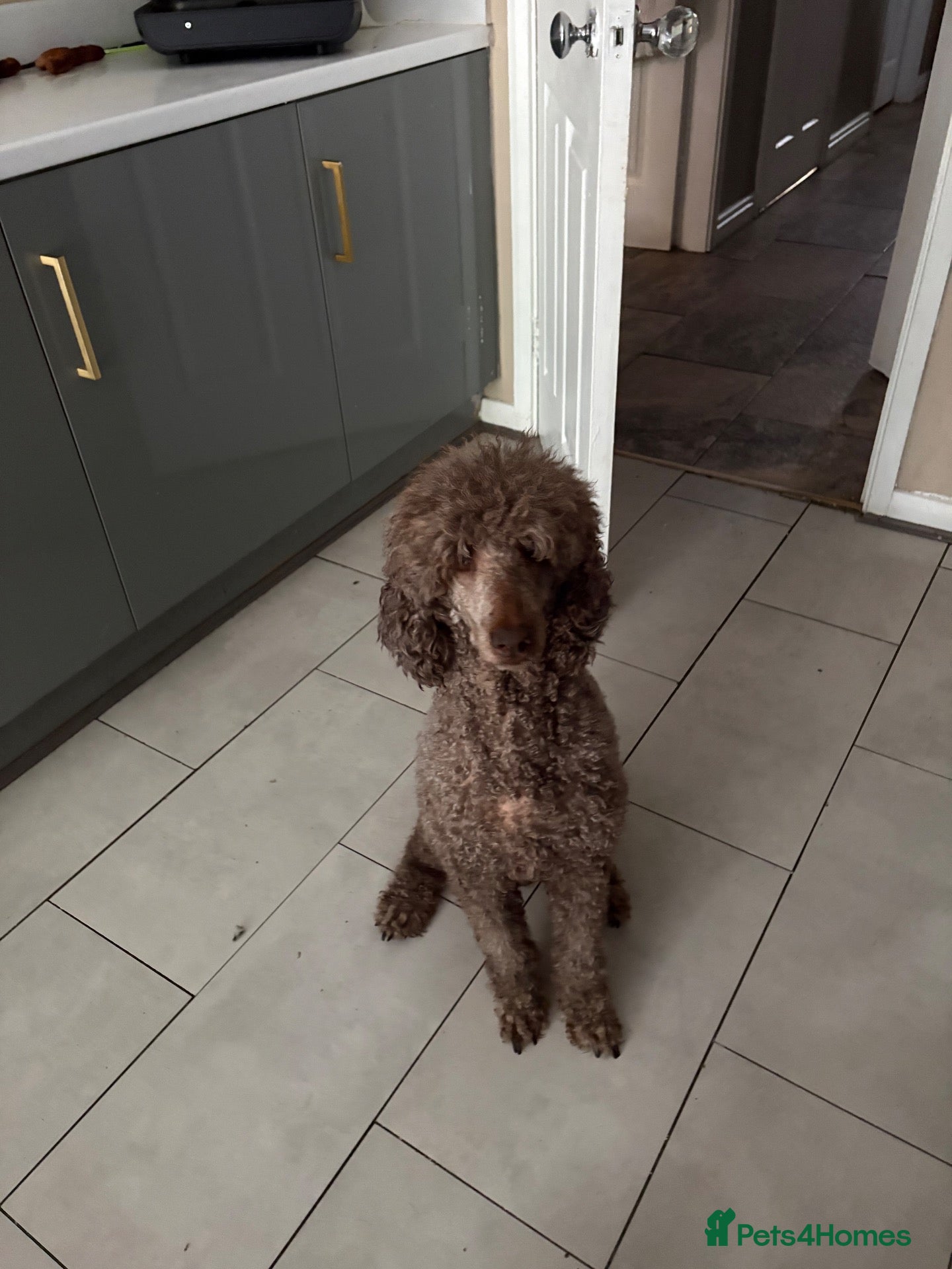 Poodle dogs Outstanding poodles different colours boys & girls - Advert 2