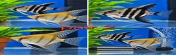 Angelfish fish for sale: Breeding pairs angelfish  - Advert 2