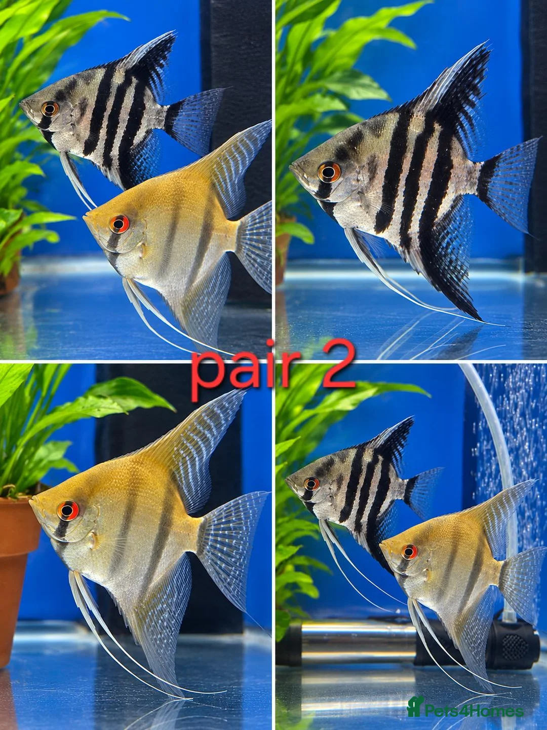 Angelfish fish for sale: Breeding pairs angelfish  - Advert 2