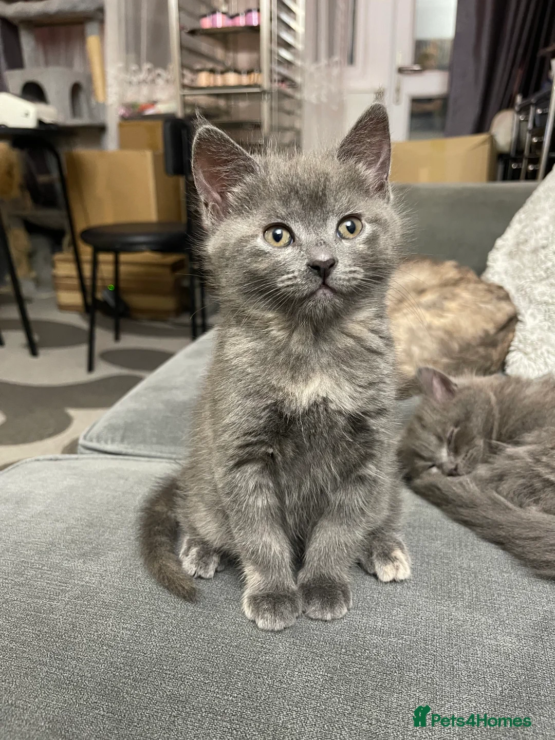 Mixed Breed cats for sale: *SOLD* 3/4 Maine Coon Polydactyl Kittens - Advert 5