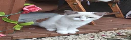 Ragdoll cats for sale: RAGDOLL BICOLOUR GIRL BLUE EYES READY NOW  - Advert 15