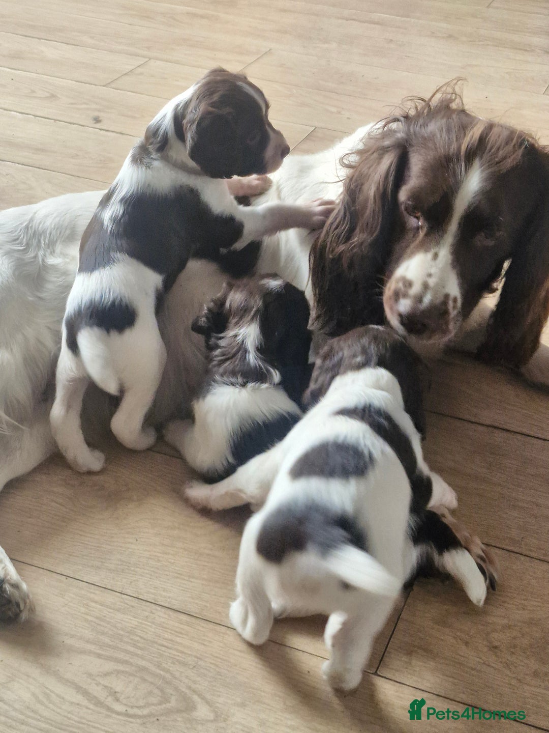 English Springer Spaniel dogs for sale: KC registered English Springer Spaniel - Image 6