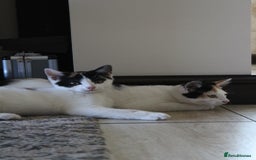 British Shorthair cats for sale: 2 Bundles of Joy!! Ready now!! - Image 3