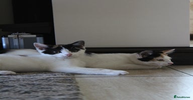 British Shorthair cats - Advert 4